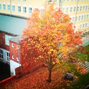 Imágenes de un otoño diferente :)